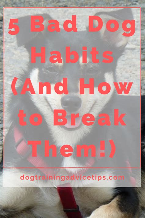 5 Bad Dog Habits (And How to Break Them!) - Dog Training Advice Tips in 2020 | Dog bad habits ...