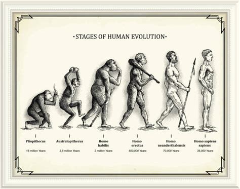 The Stages Of Human Evolution