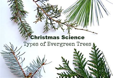 The Educators' Spin On It: Types of Evergreen Trees