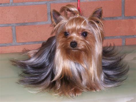 Bellos Yorkshire Terrier - Hot Bollywood and Hollywood Actress