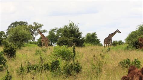 Gambela National Park - Shadows Of Africa