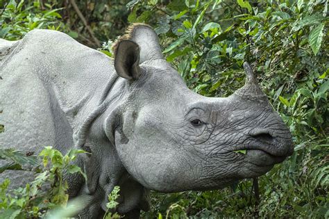 The rare Indian one-horned rhino - Jim Zuckerman photography & photo tours