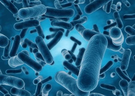 Lactobacillus Microscope