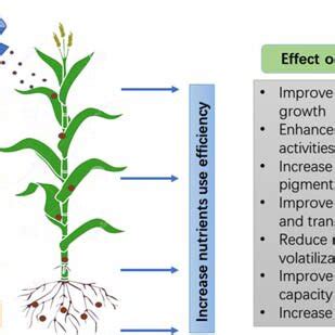 2 Schematic representation of nano-fertilizer application for nutrients ...