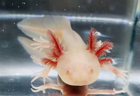 White Albino Axolotls: A Complete Guide - Fish Hue