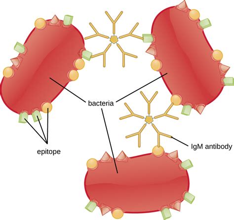 Overview of Specific Adaptive Immunity | Microbiology