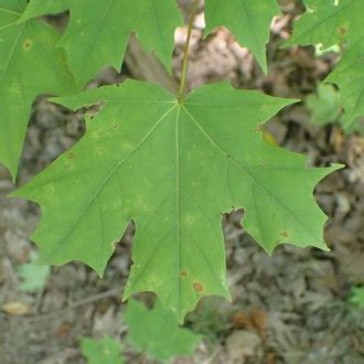 Sugar Maple Leaf Vs Red Maple Leaf