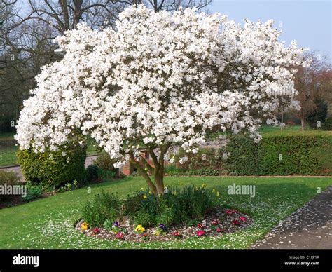 A beautiful blooming white magnolia tree in spring garden Stock Photo ...