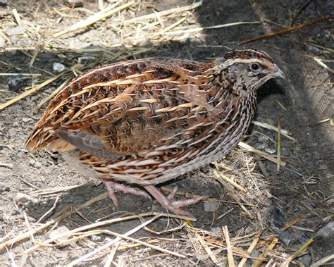 Raising Coturnix Quail At Home | Great Days Outdoors