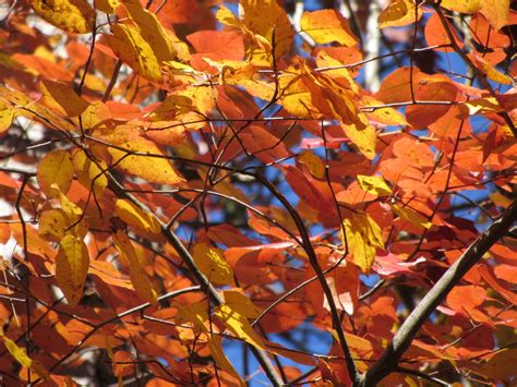 Using Georgia Native Plants: Serviceberry: A tree for you and the birds