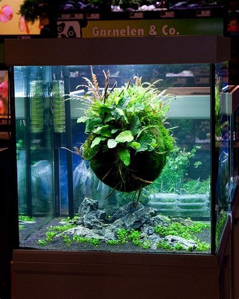 Aquarium Design Online - Ape Aquarium Fish