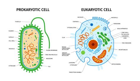 Prokaryotic vs. Eukaryotic Cells — Biology Notes