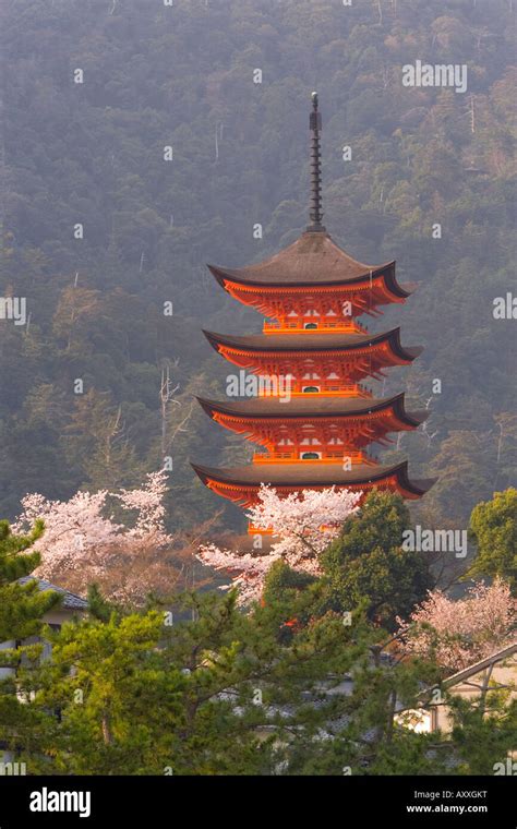 Cherry blossoms (sakura), Itsukushima (Itsuku-shima) shrine, Miyajima, Hiroshima area, island of ...