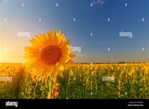 Sunny sunflowers in summer countryside Stock Photo - Alamy