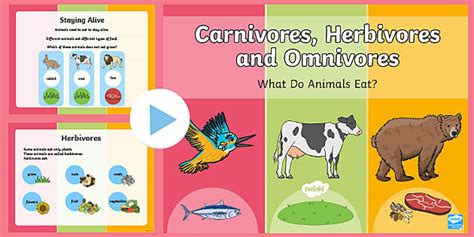 KS1 PowerPoint on Carnivores, Herbivores and Omnivores