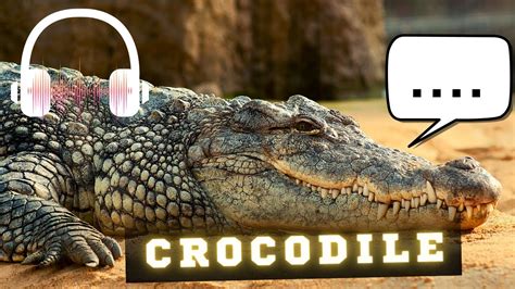 Real crocodile sound effect | Crocodile growl sounds | Crocodile ...