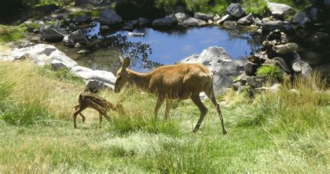 Summer youth volunteer opportunities offered at the Pocatello Zoo | Local | idahostatejournal.com