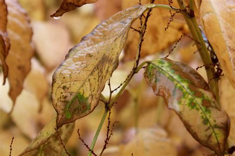 Leaf Turning Brown Free Stock Photo - Public Domain Pictures