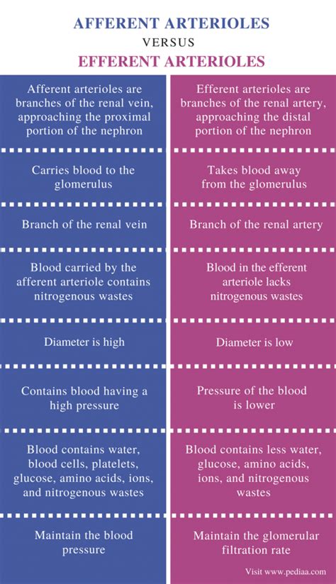 Difference Between Afferent and Efferent Arterioles | Definition ...