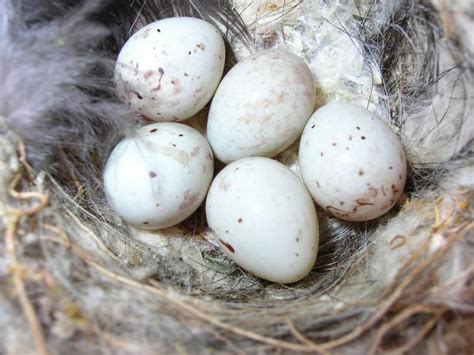 Goldfinch Nest Photo in 2022 | Goldfinch, Bird egg identification ...