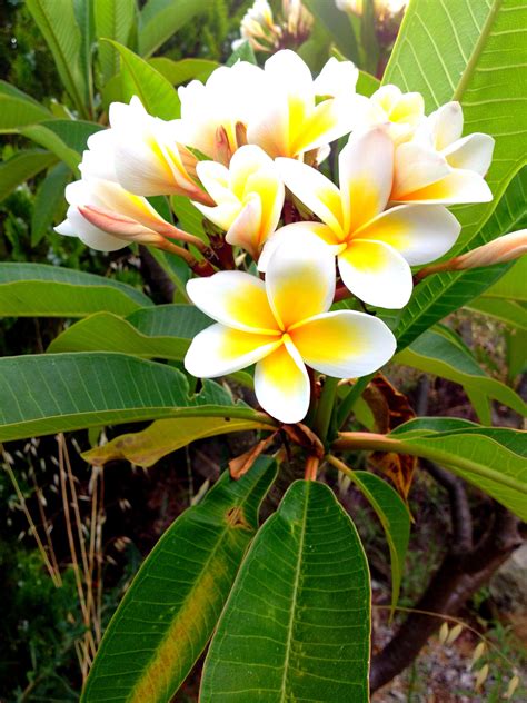 Frangipanis | Frangipani, Plumeria, Flowers