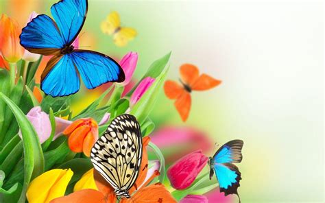 Flowers With Butterfly Wallpapers HD - Wallpaper Cave