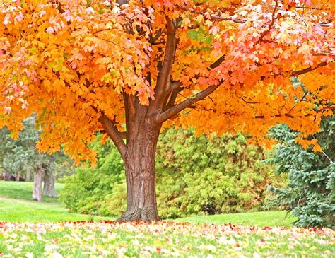 Orange Fall Tree - Longfellow's Greenhouses