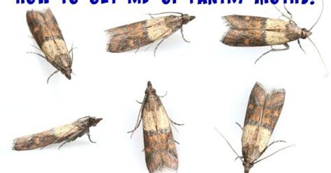 Sunny Simple Life: How To Get Rid Of Pantry Moths