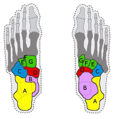 Tarsus (skeleton) - Wikipedia