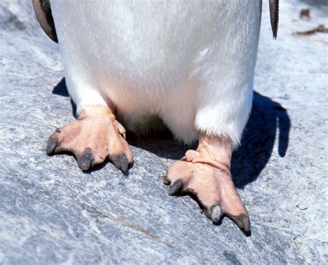 Antarctica: Penguins