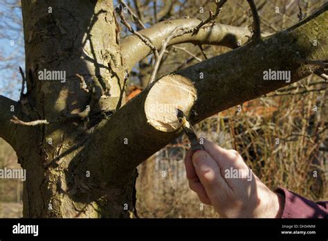 Pruning apple tree hi-res stock photography and images - Alamy