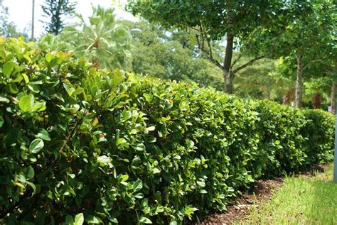 Viburnum hedge | Garden hedges, Evergreen garden, Hedges