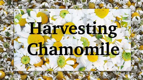 Harvesting and Drying Chamomile - YouTube