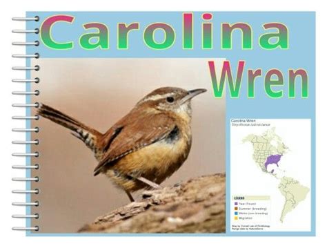 Facts * The Carolina Wren is sensitive to cold weather, with the northern populations decreasing ...