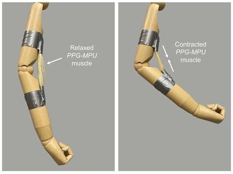 Heat-activated artificial muscle can lift objects 5000 times its own weight