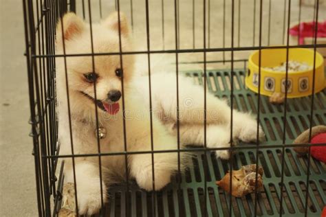 Sad Puppy Cage Stock Photos - Download 2,593 Royalty Free Photos