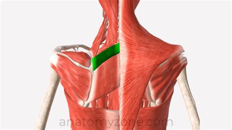 Back Muscle Anatomy