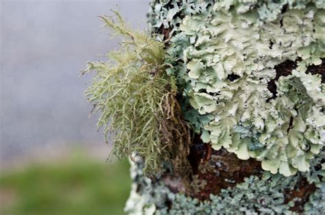 several lichens | Lichen, Herbs, Plants