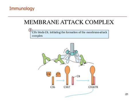 PPT - IMMUNOLOGY PowerPoint Presentation, free download - ID:4285279