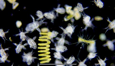 Marvelous Microscopic Marine Plankton – Bay Area Science Festival