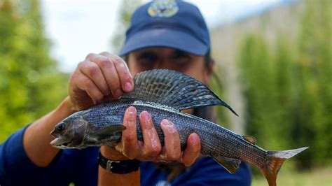 The Arctic Grayling Spawn at Joe Wright Reservoir - Colorado Outdoors Online