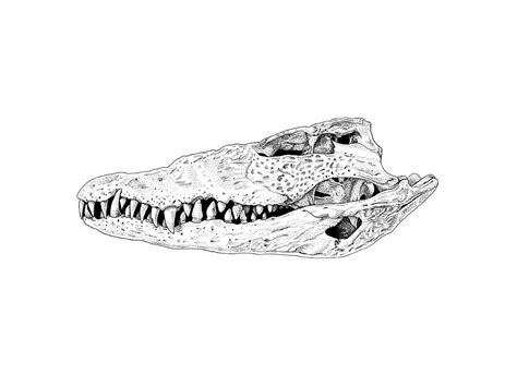 Crocodile skull Drawing by Yuriy Shachnev - Fine Art America