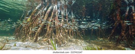 2,458 Mangrove Roots Fish Images, Stock Photos, and Vectors | Shutterstock