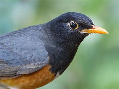 Birds of the World: Thrushes and Allies (Turdidae)