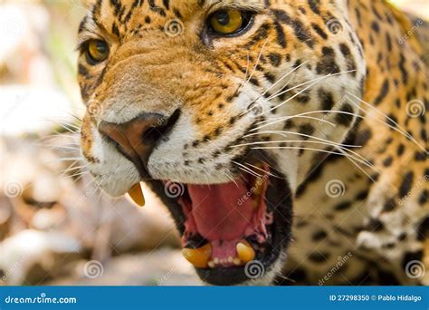 Roaring Jaguar stock photo. Image of carnivorous, nature - 27298350