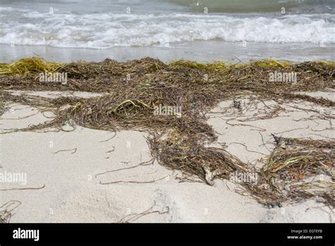 Sandy beach with seaweed, Ahus, Sweden Stock Photo - Alamy