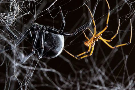 The Importance of Mating in the Life Cycle of Black Widow Spiders