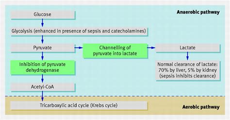 Metformin associated lactic acidosis | The BMJ