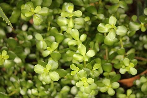 Light On Portulaca Succulent Plants Free Stock Photo - Public Domain ...