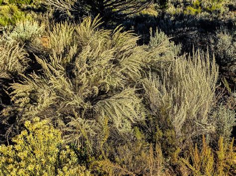 Walking Arizona: Desert Plants